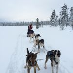 husky sledding