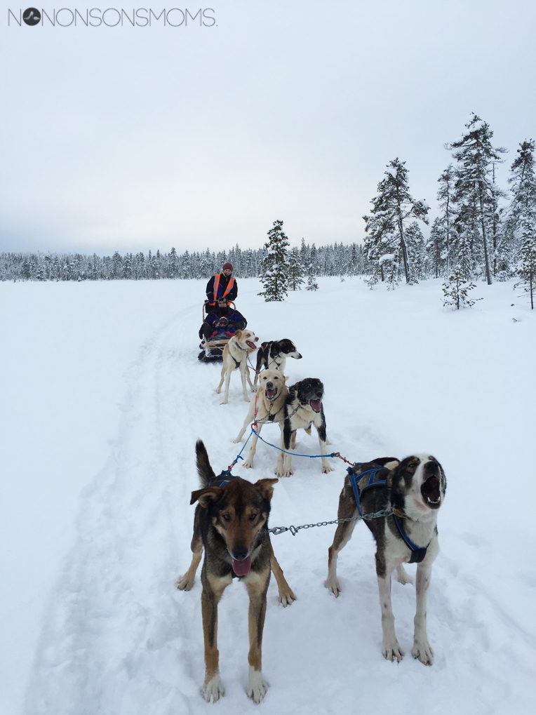 husky sledding